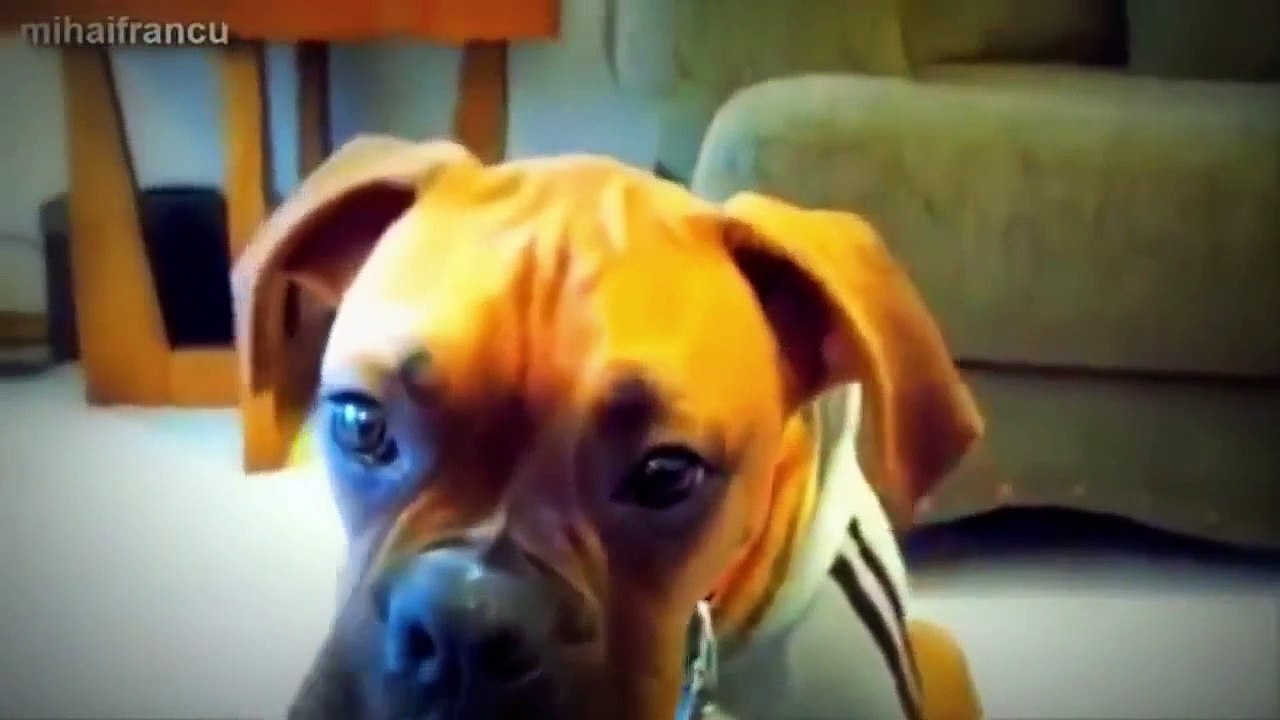 talking cat   stupid cats   cats talking   funny cats 2   cat   funny dog videos   talking dog