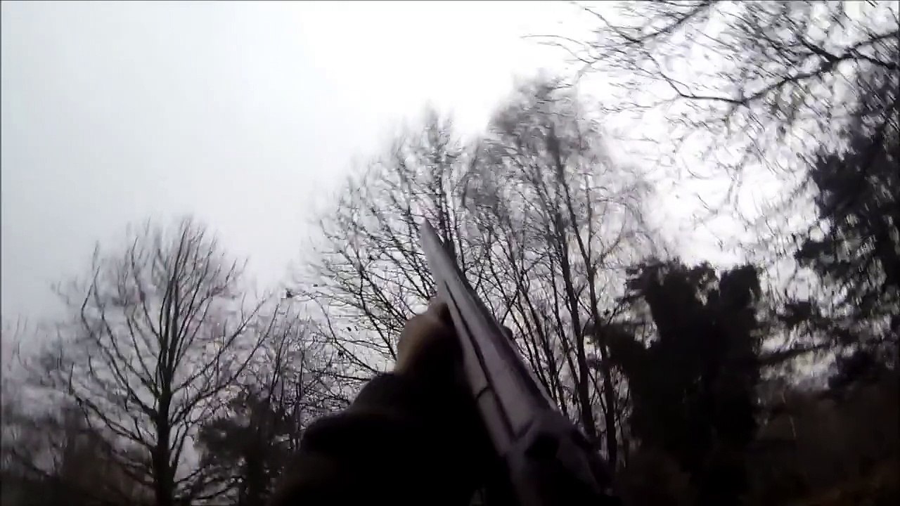 Chasse aux Pigeons (sur une chasse privé)