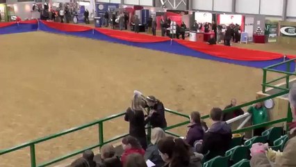 Future Gravitas - Hartpury Stallion Parade 2014