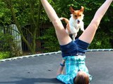 Jack russell : Amazing dog tricks 2