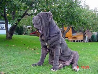 i 15 migliori cani da guardia