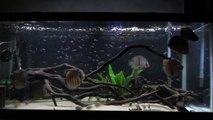 Wild Discus and tetras feeding on Freeze Dried Bloodworms