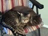Cats Spooning