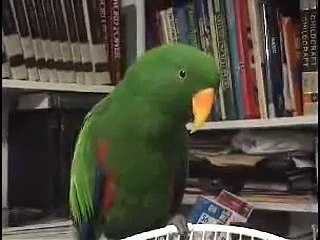 Riley The Amazing Talking Bird