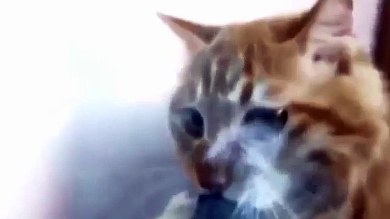 cat smoke weed MLG