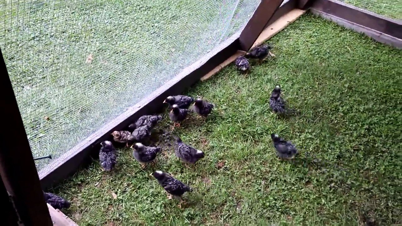 Des bébé dindes sautent sur un pitbull