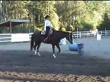 APHA PtHA Gelding Horse For Sale