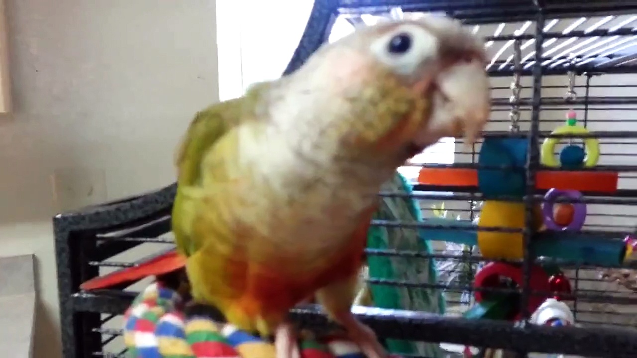 Green Cheek Conure Strut