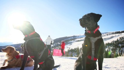 Des chiens qui vous sauveront peut etre la vie cet hiver