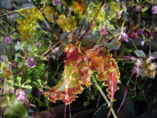 "Internationale Orchideen-Welt in Dresden Teil 3"- Slideshow von Karin Schmökel