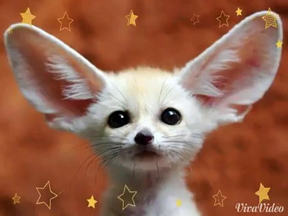 Cute animals?!