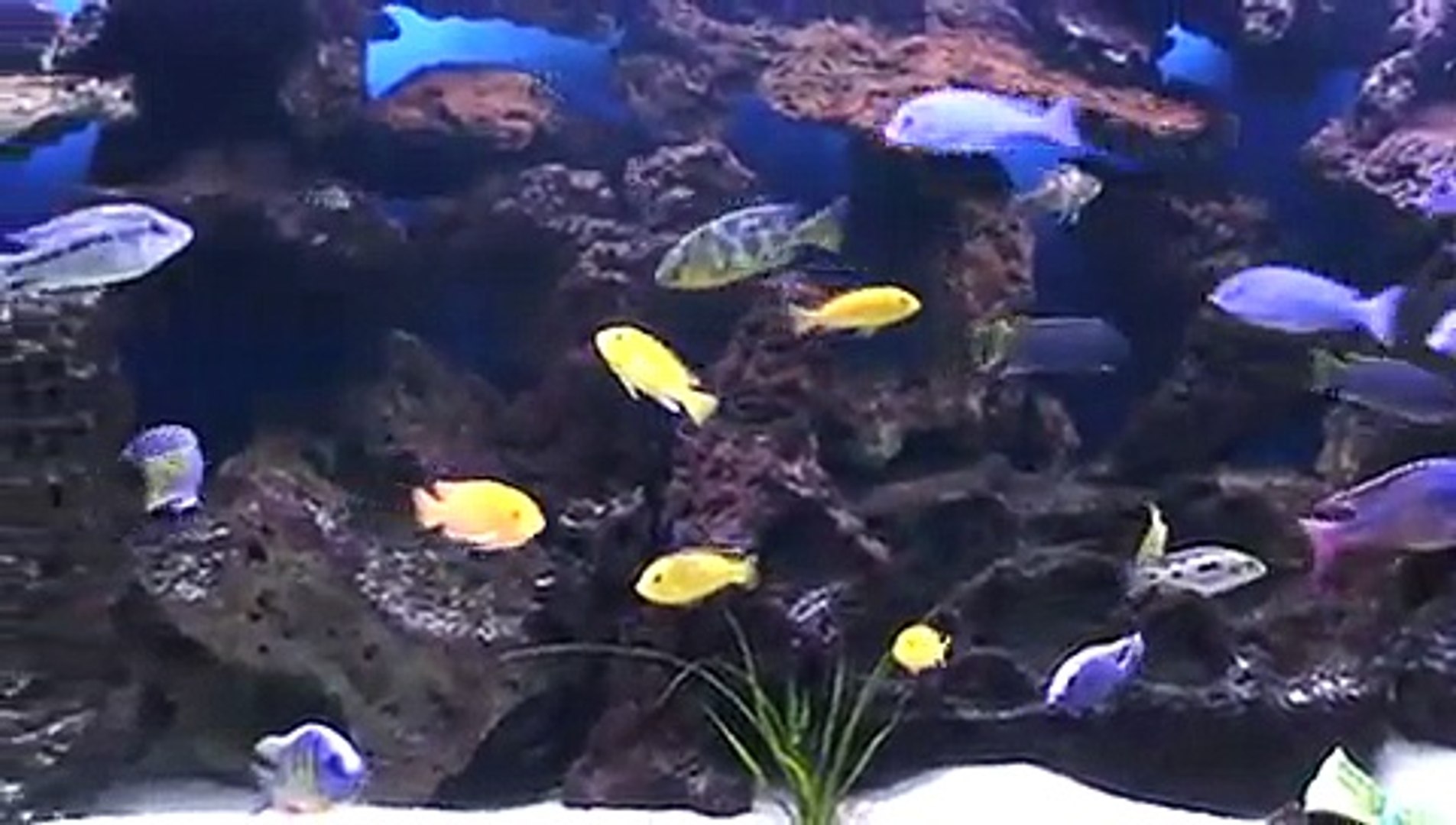 malawi  cichlids