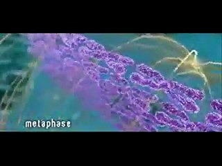 Biology - Mitosis Division