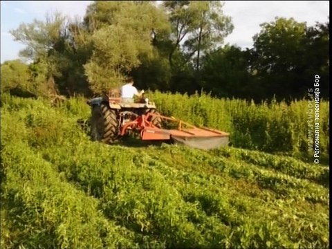 Oko istoka, 29. jun 2015. (RTV Bor)