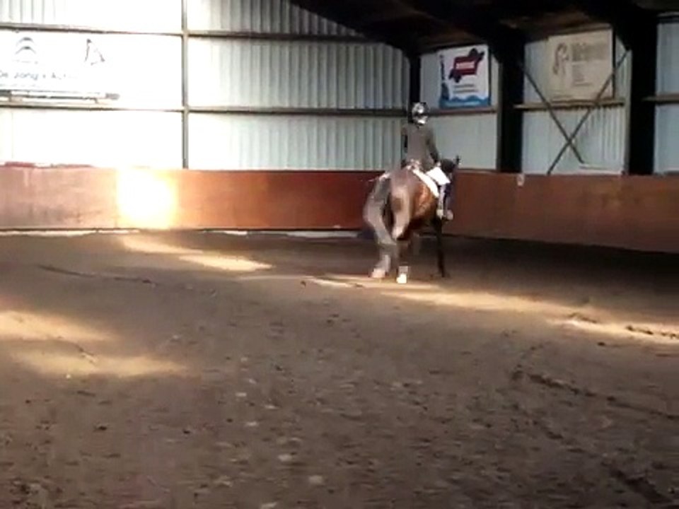 kim en Romulus  kwpn ( Zirkoon X Katell XX )