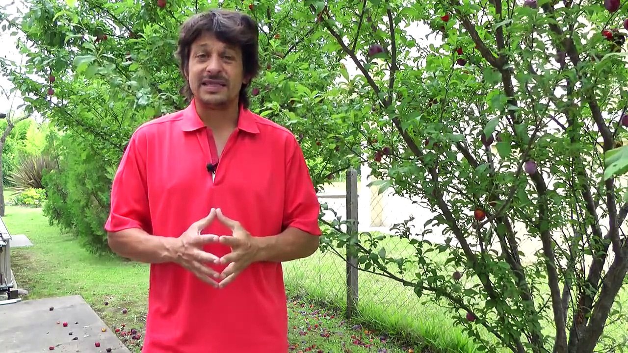 Cómo ahuyentar cotorras y calandrias de un huerto de árboles frutales