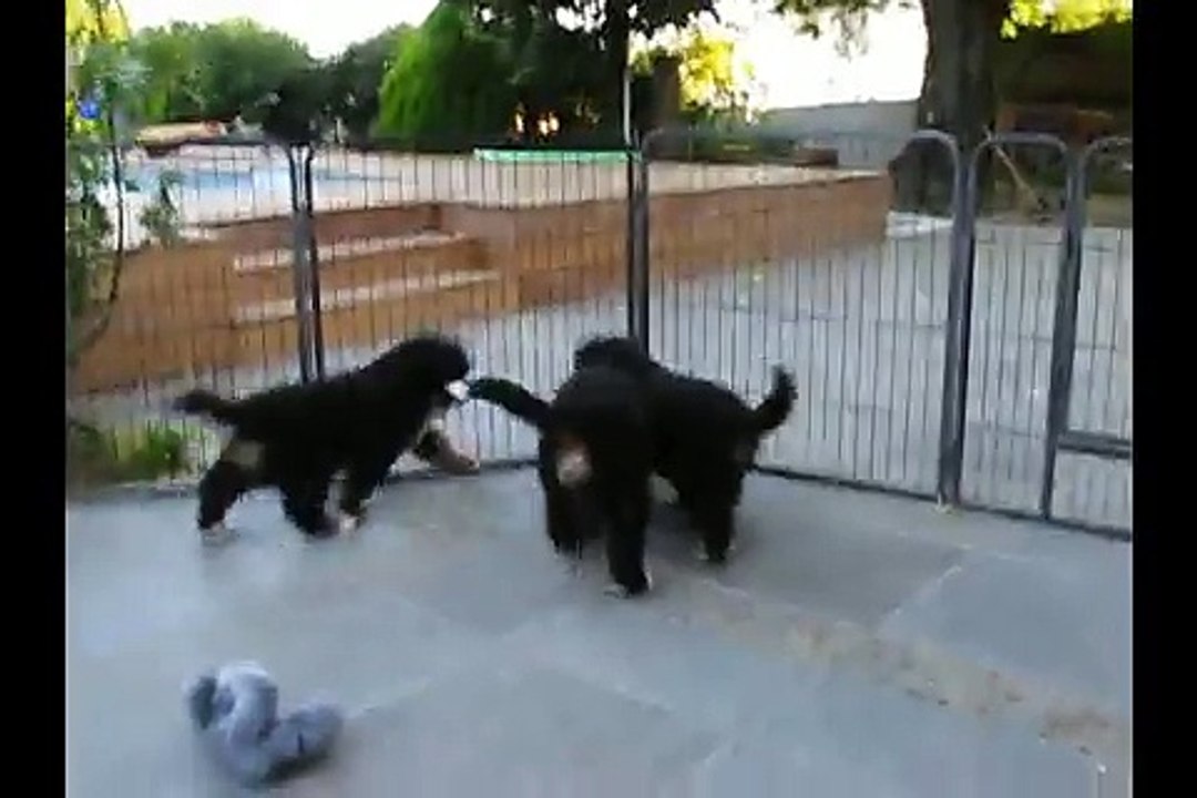 Portée Miss x Blackfoot  8 semaines