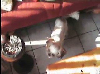 Jimmy & Remy Playing Together ;-)