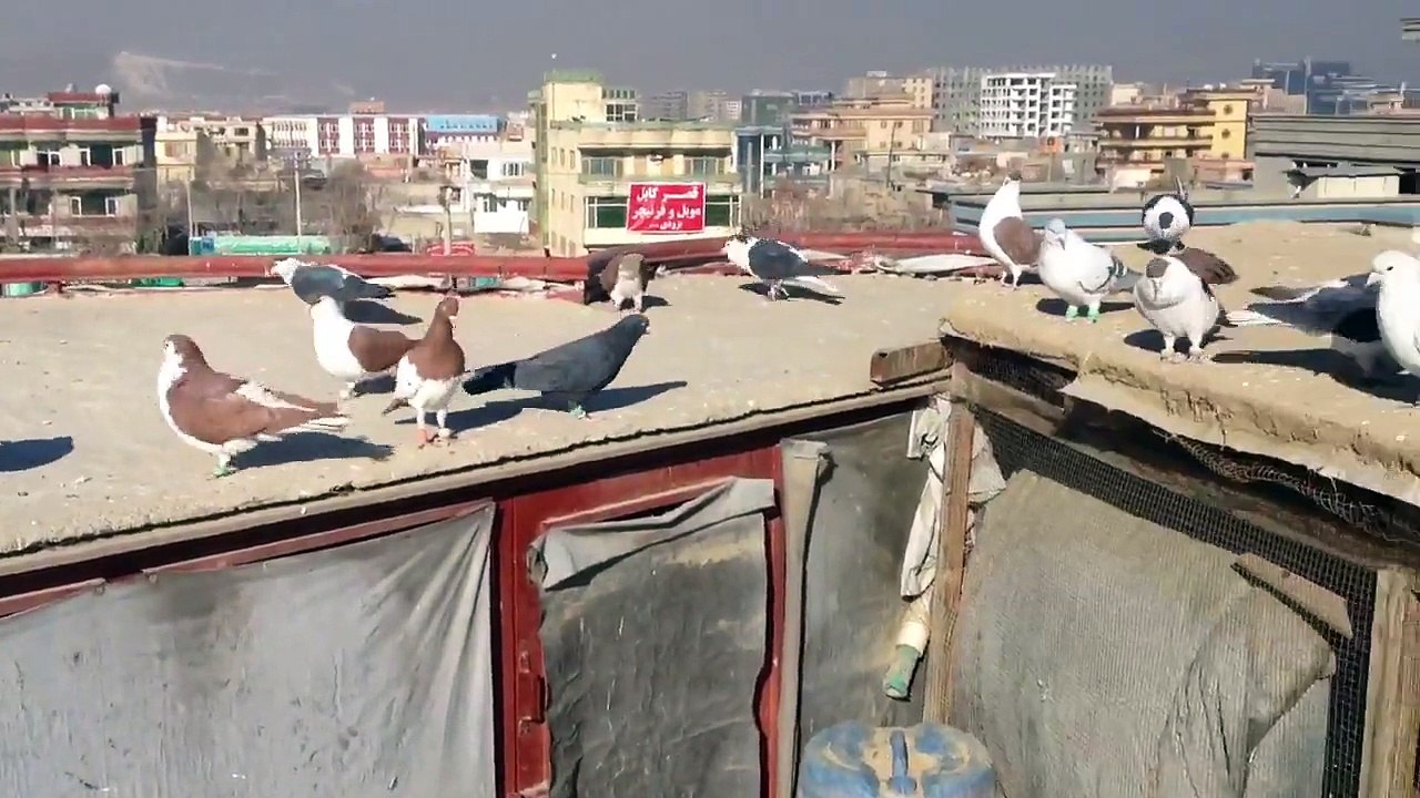 Kabotar afghani