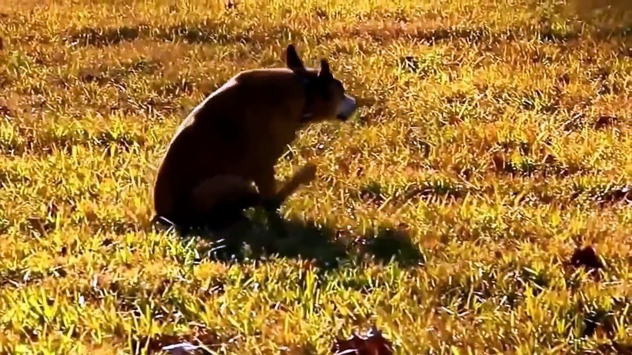 funny dog videos,funny animal videos,funny dog videos talking,  funny dog videos for kids,crazy dogs