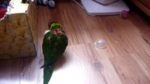 Смешной попугай :)