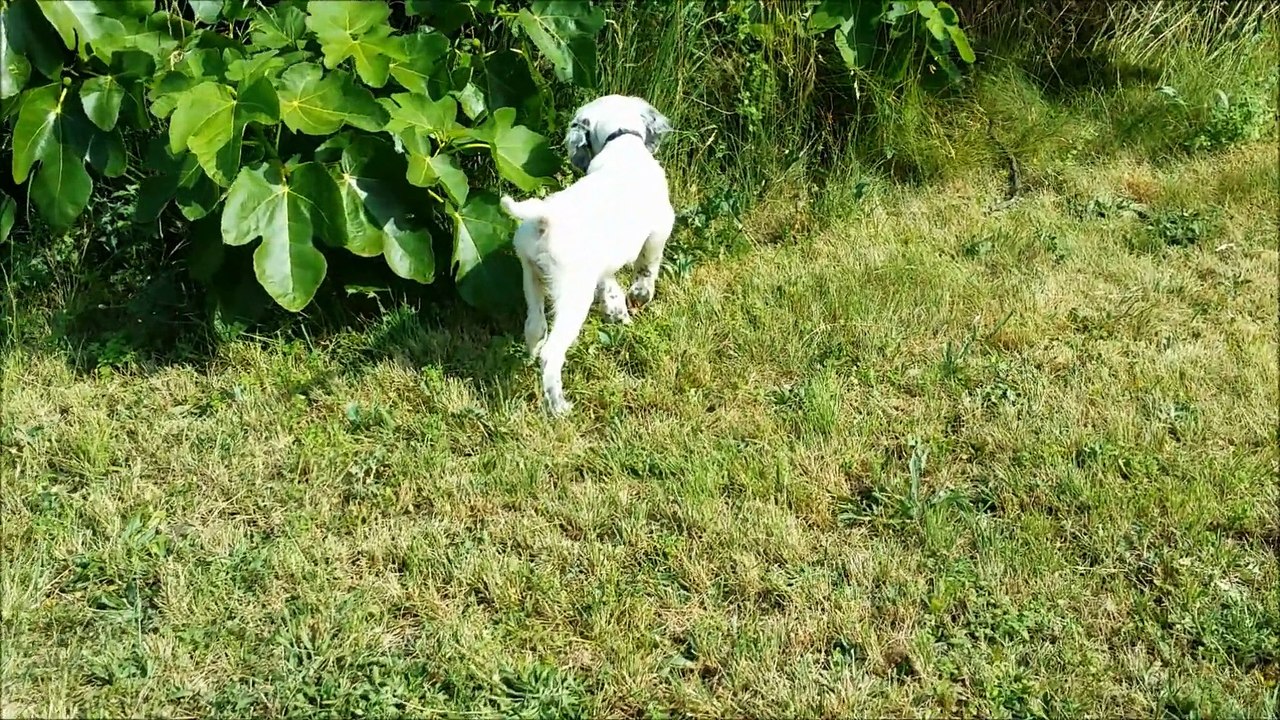 Setter anglais de 2 mois à l'arrêt sur une caille