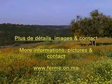 Ferme a vendre - Farm for sale - Mohammedia - Maroc - Morocco