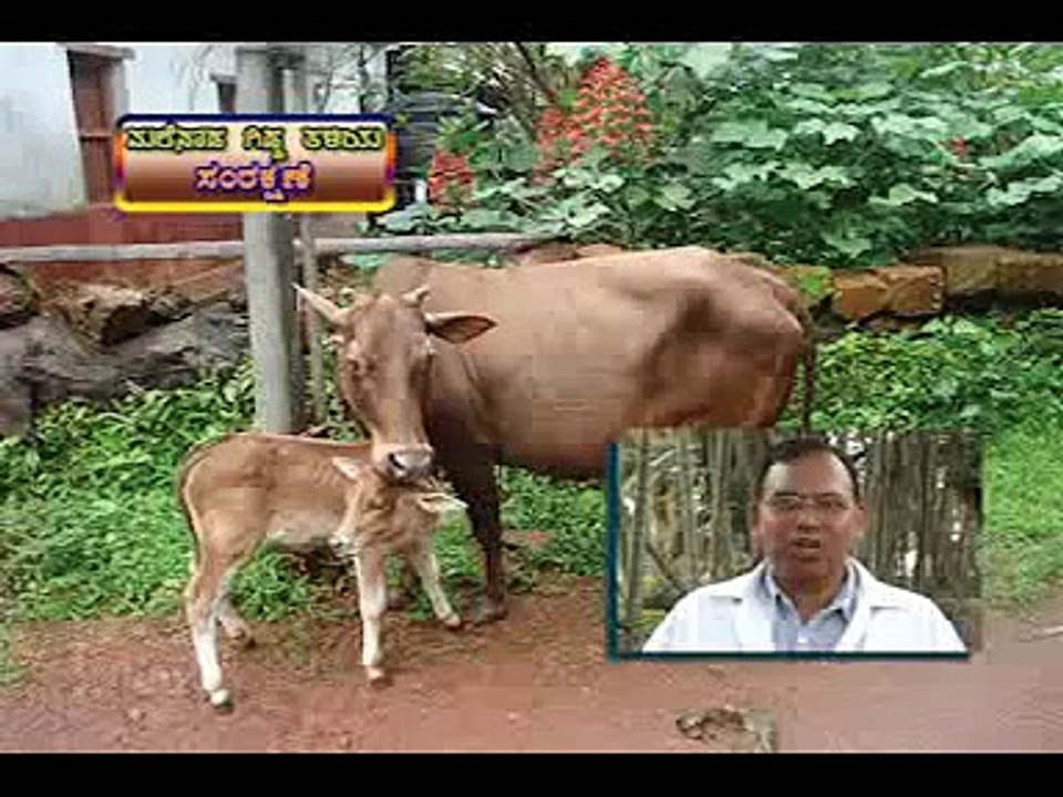 Desi cow Malnad gidda