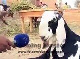 very funny bakra eid animals dubbing video