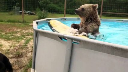 Canicule vs ours - rien de mieux que de piquer une tête...