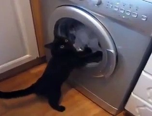 Cat vs Washing Machine - Funny Videos