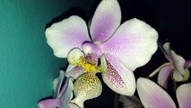 Phalaenopsis x Wiganiae (x Philadelphia) Hybrid Orchid in Bloom - Moth Orchid