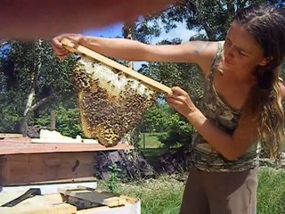 top bar hive split and cross comb removal tutorial wmv