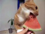 Katze frisst Melonen stück ^-^