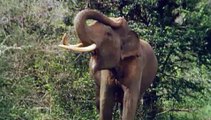 WildAid PSA - Amitabh Bachchan : Elephants (English)