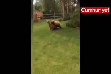 Ayı, bahçedeki geyiği parçaladı