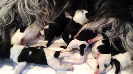 Du Gang des Pirates Portée d'Inge et Guysmo