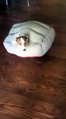 Le Jack Russel qui ne voulait pas quitter son panier