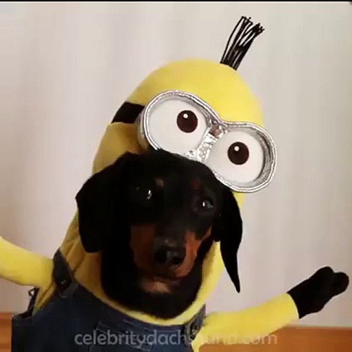 Des chiens déguisés en Minions. Fou fou et drôle !