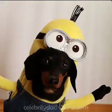 Des chiens déguisés en Minions. Fou fou et drôle !