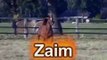 Trakehner  Araber Hengst Zaim