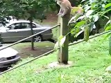 Long Tailed Macaques