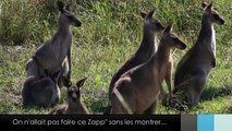 Le Zapp' d'Adé & Jean: Australie. Partie 2.