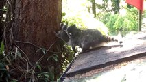 Mother Raccoon teaches her kit how to climb tree
