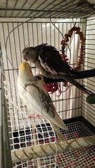 Ninfa imitando silbido, el sonido del movil y cancion