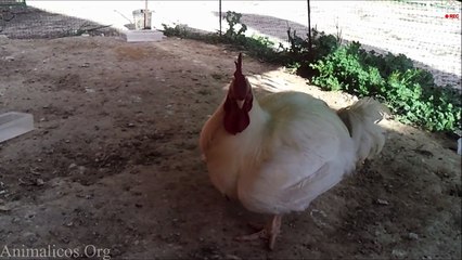 El canto del gallo gordo