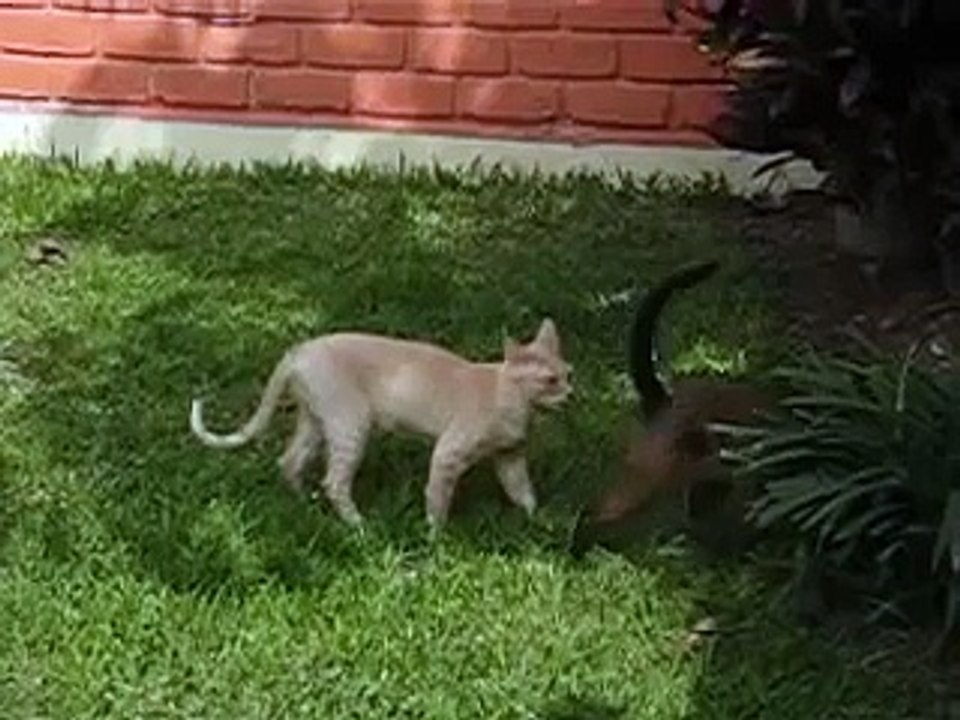 Mis hijitos jugando a las escondidas