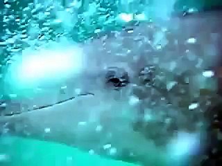 Wild dolphins making Sounds!