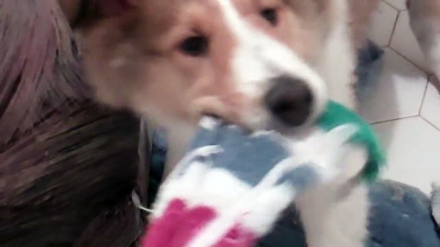 Smooth Coat Collie puppy 2