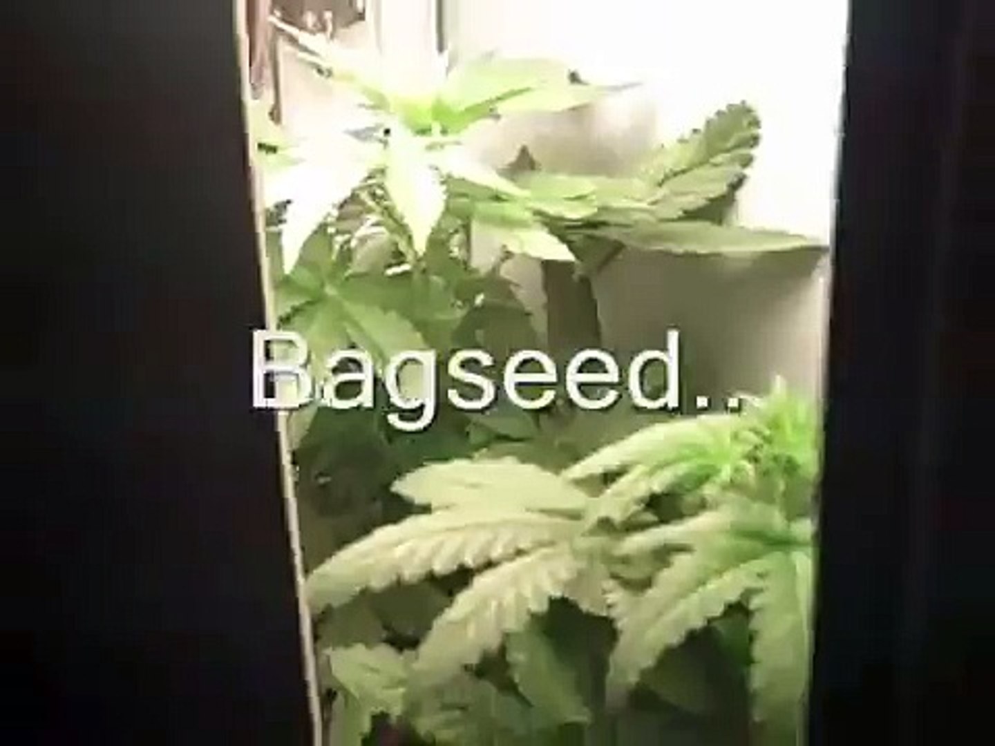⁣Stealth Marijuana Micro Grow